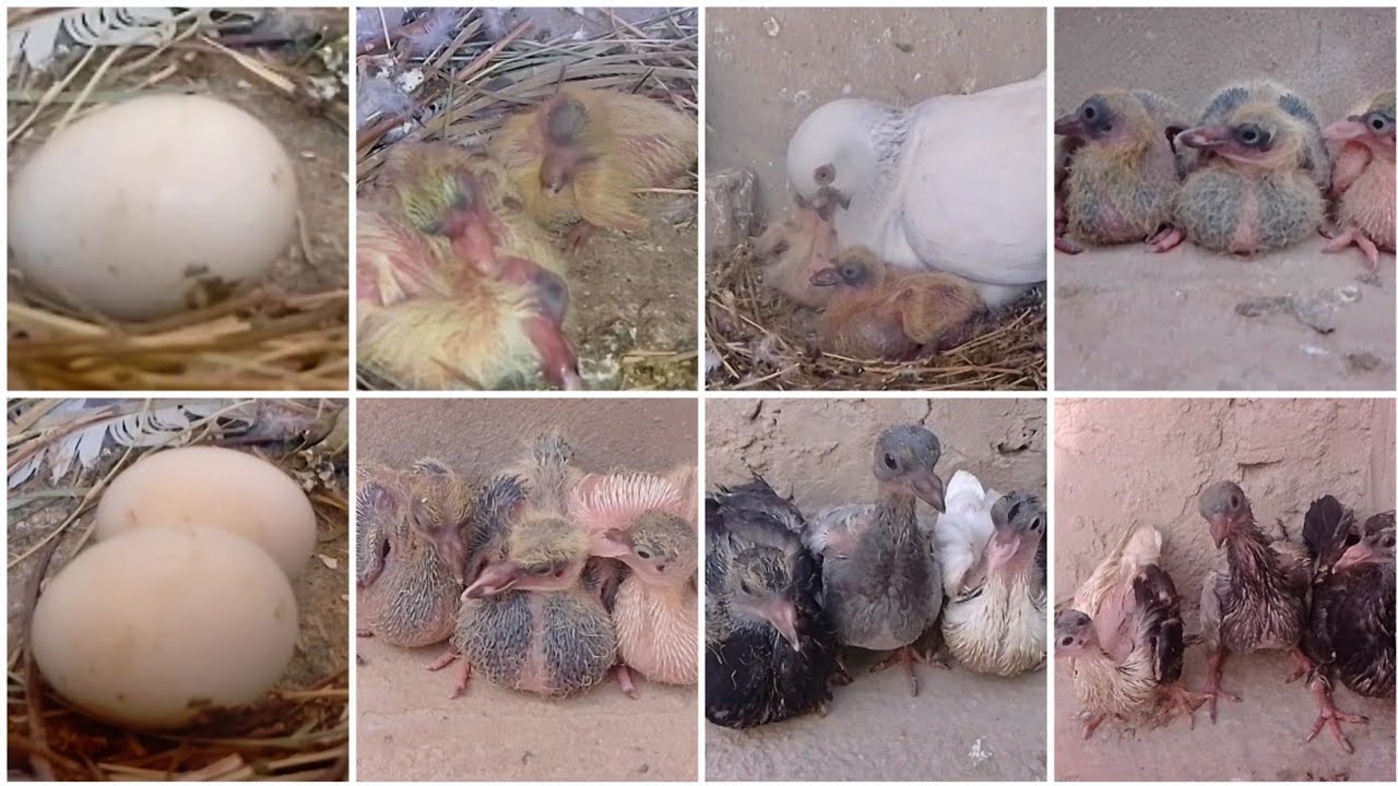 The pigeon laid three eggs | tin anday ki video