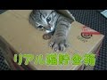【第66話】猫貯金箱≪いたずらBANK≫をリアルな猫で再現すると・・・(面白い&可愛い子猫)Real cat piggy bank