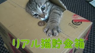 第66話】猫貯金箱≪いたずらBANK≫をリアルな猫で再現すると