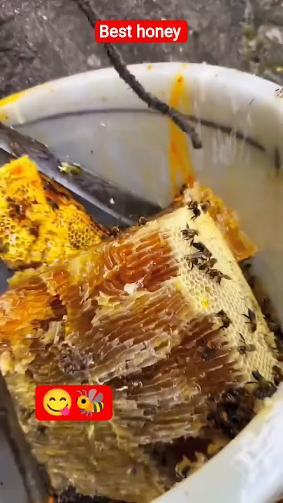 best hani 🐝🤤 #viralshort #honeybeedance #beefood #honey #honeybeesting #adventure #honeybird #bee