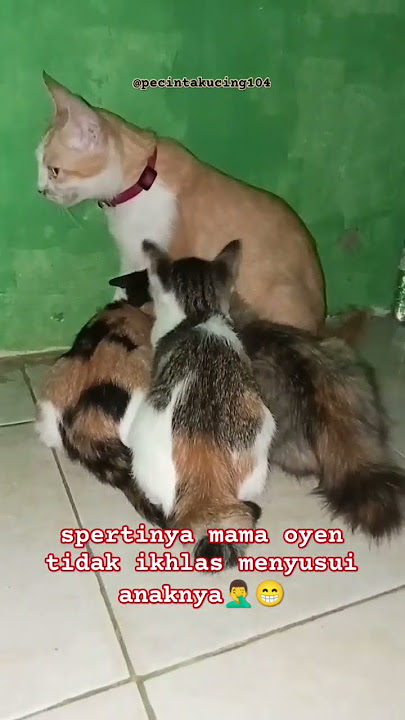 induk kucing menyusui anaknya🥰 || #shorts