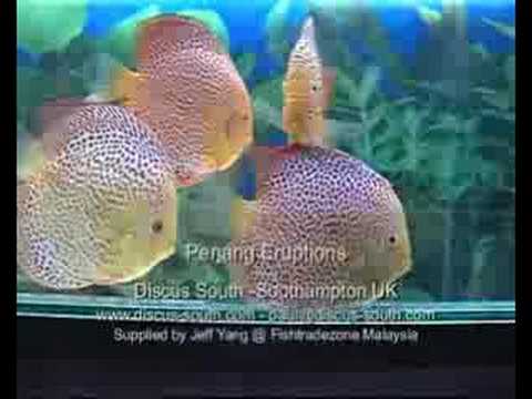 Penang Eruption Discus