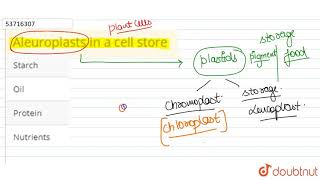 Aleuroplasts in a cell store | 11 | CELL : THE UNIT OF LIFE  | BIOLOGY | PRADEEP | Doubtnut
