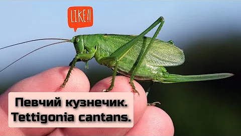 Содержание певчего кузнечика. Tettigonia cantans in enclosure. #кузнечик