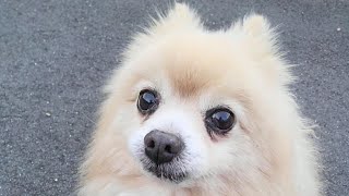 亡き愛犬と約束した地へ行きます。 by ぬくもり猫 1,107 views 1 month ago 8 minutes, 29 seconds