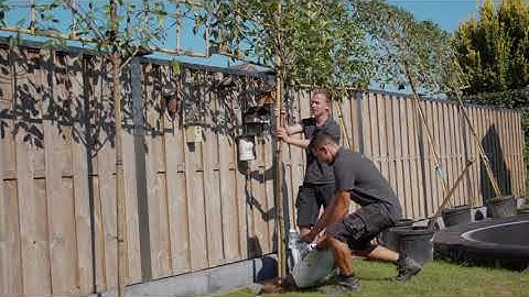 Planting instruction evergreen trees or espalier trees - OlivetreeSpecialist