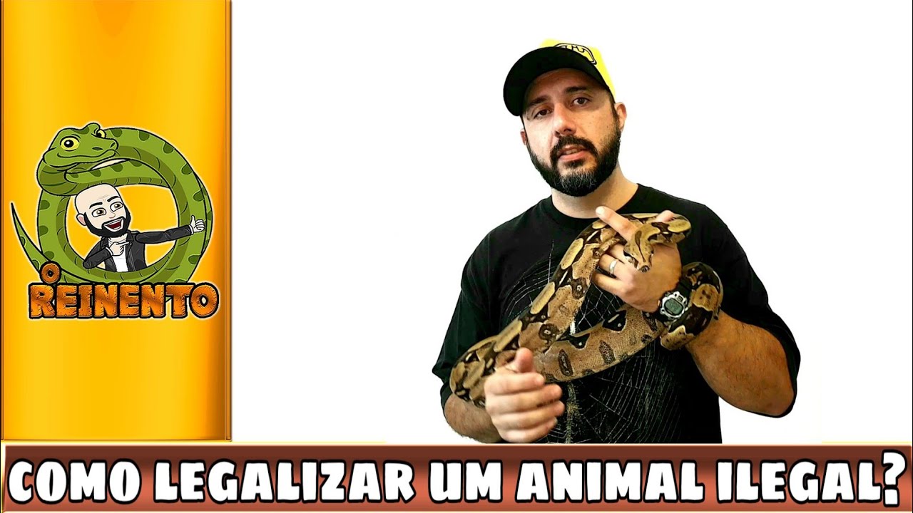 camera iphone 8 plus apk POSSO LEGALIZAR UM ANIMAL ILEGAL? PREÇO DE ANIMAL LEGAL É CARO DEMAIS?