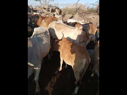 Aumangole Oriho Iloli Village