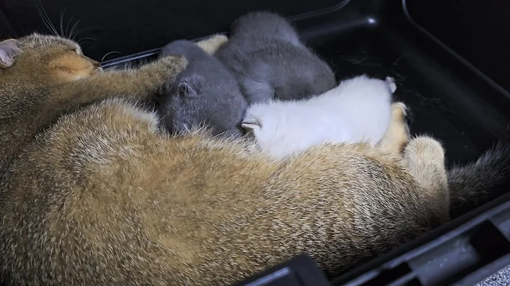 Watch the video about How do scottish fold and straight kittens grow? Day 1 to Day 60. #cat #kitten #scottishfoldcat