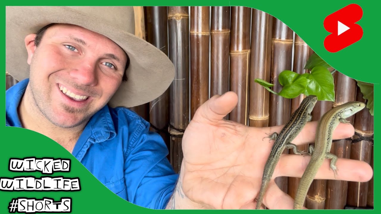 The Whites Skink #shorts