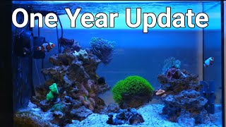 Fluval Evo 13.5 1 Year Update (No Skimmer) by Reef Dork 34,551 views 10 months ago 5 minutes, 33 seconds