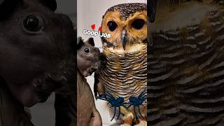 Süper Kahraman Bibib