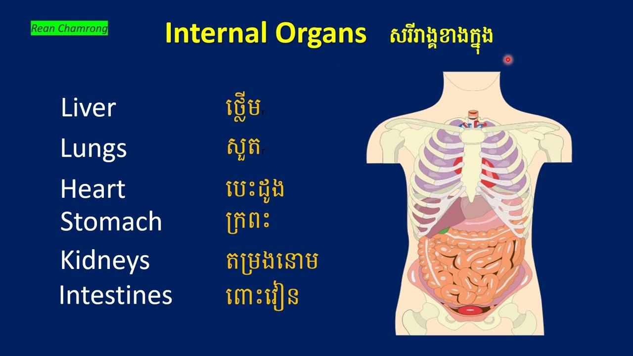 Learn English Vocabulary | Internal Organs of Human សរីរាង្គខាងក្នុងរបស់មនុស្ស
