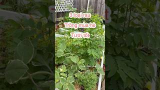 3 loạI rau thích hợp trồng vào mùa hè ở Houston, TX zone 9 🪴 #cuocsongmy #lamvuon #garden