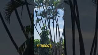 #TUCANO #SHORT #NATUREZASURPREENDENTE #fazenda