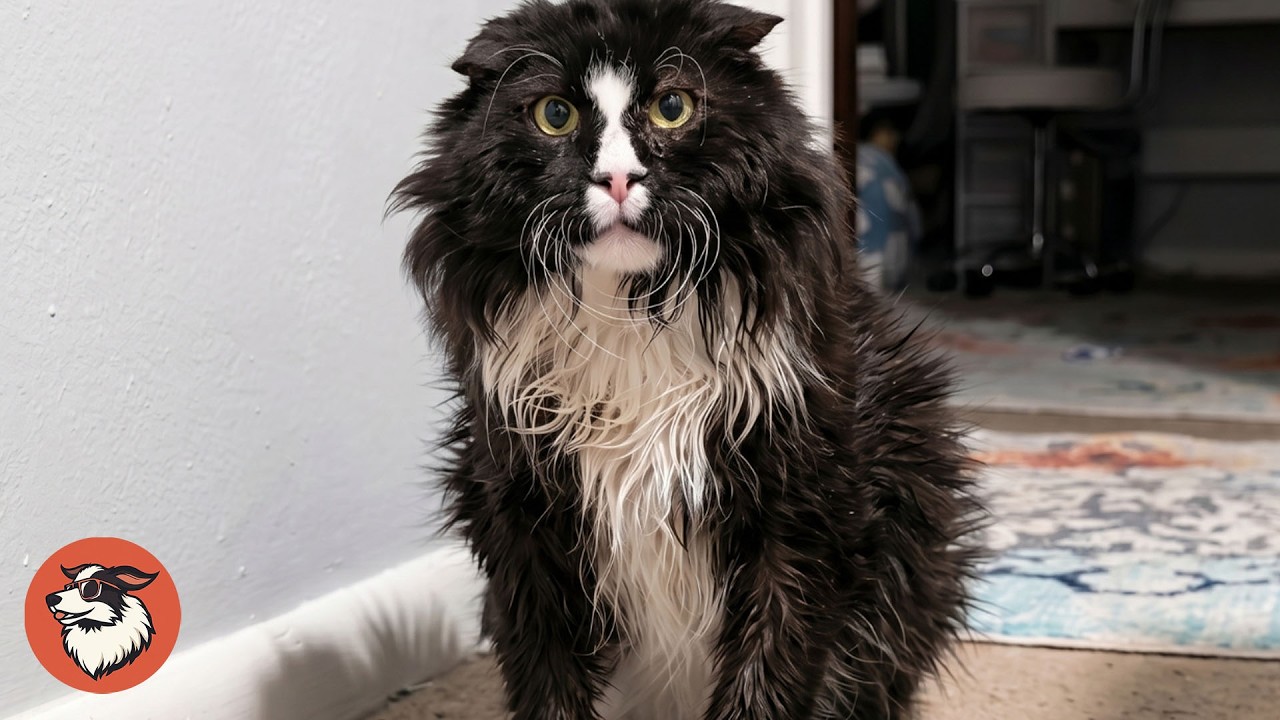 Grandpa' Stray Cat Cat Finds Comfort In New Home - YouTube