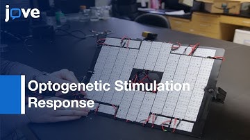 Tracking Drosophila Larval Behavior In Response To Optogenetic Stimulation:Olfactory Neurons-Preview