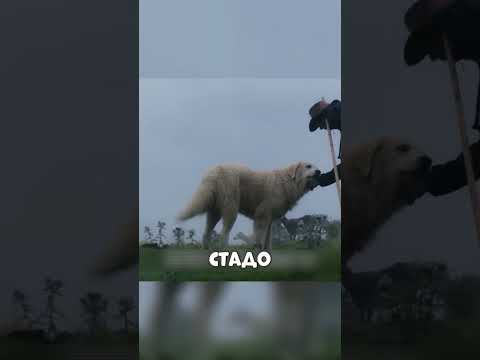 Алабай ЗАЩИТИЛ стадо от МЕДВЕДЯ🫣🔥🐕