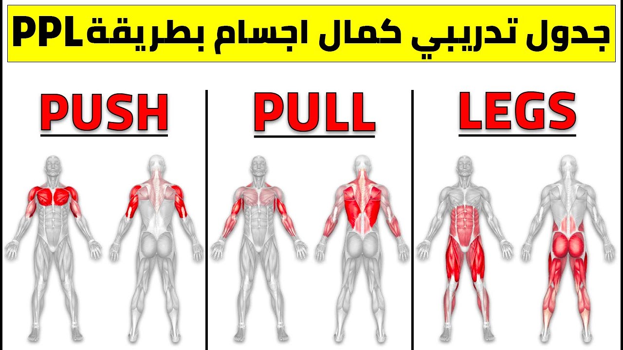 افضل جدول تمارين بتقنية Push Pull Legs كمال الاجسام للمبتدئين YouTube