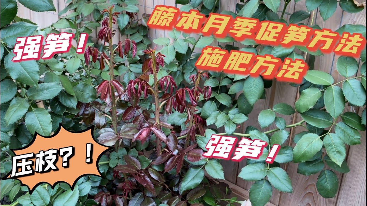 同时长6根强笋是什么样的体验？！藤本月季促笋原理和方法，以及施肥方法，浓度和频率的掌握，过冬保护预告，坐标多伦多