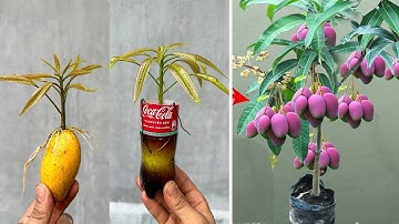CREATIVE TECHNIQUE of propagating mango trees with Coca Cola brings unexpected results