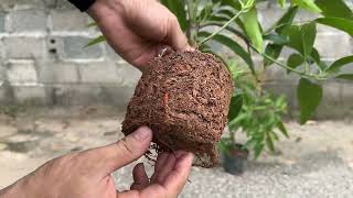 CREATIVE TECHNIQUE of propagating mango trees with Coca Cola brings unexpected results