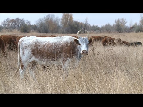 Video: Wolgograd Trichter Macht Neue Rätsel - Alternative Ansicht