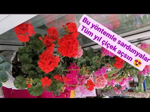 Video: Pelargonium Kokulu Ve Büyük çiçekli