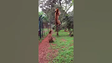 Прыжок тигра за куском мяса - Tiger Jumps