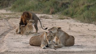 LIONS mate, then go for a HUNT.