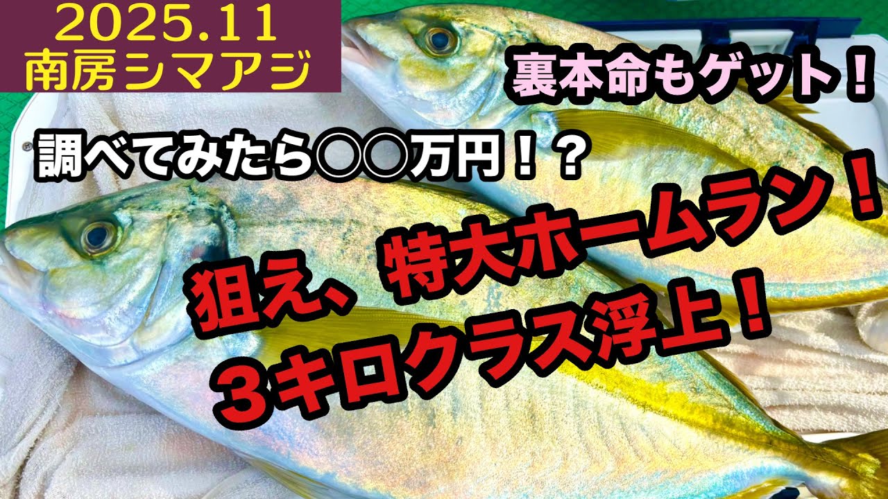 【2025.11】南房総シマアジ！竿頭&ホームランクラスゲット(´∀｀)