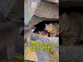 【衝撃映像】巨大な猛禽類が巣穴に侵入…子猫を守る母猫の猫パンチがすごすぎる