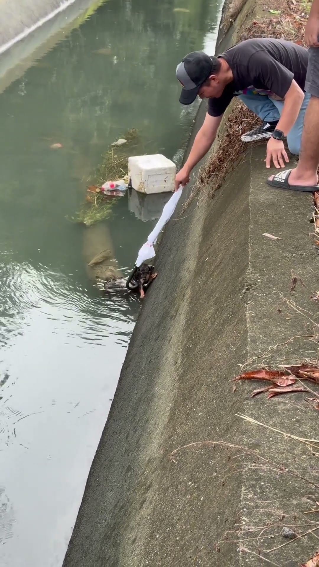 Puppy Rescued With an Umbrella || ViralHog