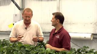Video 12. Arizona Mark Kroggel&#39;s Accumulated Wisdom on Growing Greenhouse Strawberries