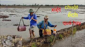 chuẩn bị xạ lúa xiệt ếch chuột đồng quá nhiều chuột. cao thủ xiệt chuột ếch miền tây