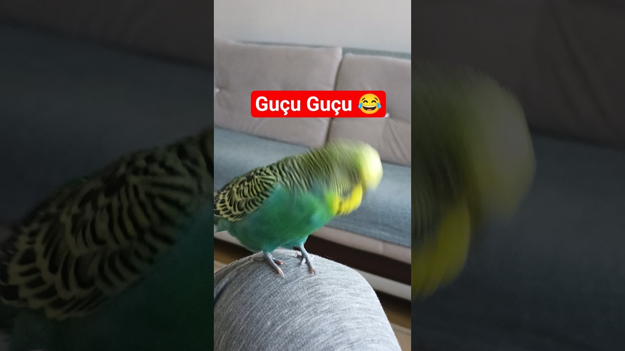 #birds #talkingparot #budgies #blackfacebudgie #parrot #kuşbakımı #vogel #muhabbetkuşu #cute