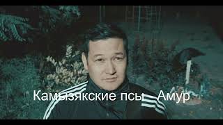 Камызякские псы   Амур