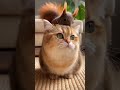 マンチカンの首の後ろにリスが乗っているが・・・ #funnycat