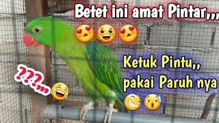 Burung betet jinak   pintar