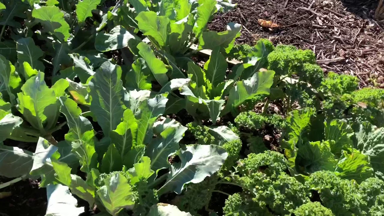How to Keep Cauliflower White by Tying the Leaves Around the Curd. This