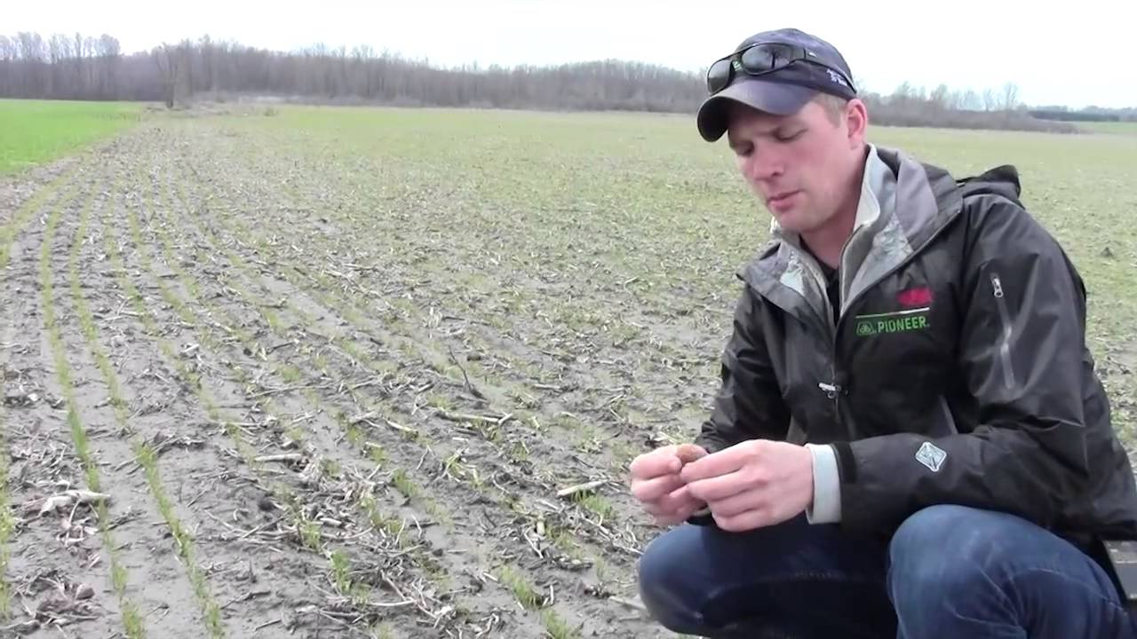 How Planting Date Affects Growth of Winter Wheat YouTube