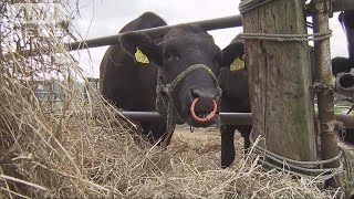 「電気も水もない」地震1週間・・・牛の飼育に影響も(18/09/13)