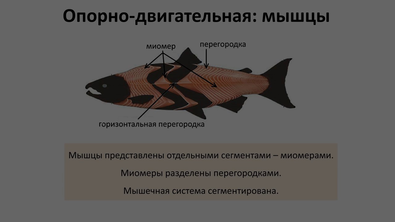 Тест рыбы 2 класс. Характеристика рыб ОГЭ биология. Костные рыбы ОГЭ биология. Общая характеристика рыб ОГЭ. Рыбы ОГЭ.