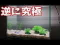 【アクアリウム水草】一夜限りのアクアリウム【硅砂】