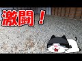 ＃５　おぽぽブレイク寸前！５日間土間割り後半戦