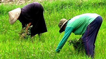 Nông dân ra làm đồng vào sáng sớm trên ruộng bậc thang Tà Pạ, Núi Tô, Tri Tôn, An Giang 27/06/2020