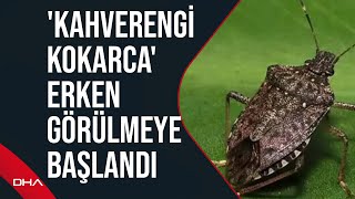 Fındığın kabusu 'kahverengi kokarca'da erken istila Resimi