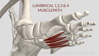 Lumbrical Muscle 1, 2, 3, 4 Musclepath  (3d Animation)