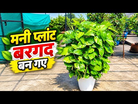 डालते ही मनी प्लांट की पत्तियाँ बड़ी-बड़ी हो गईं! #MoneyPlant #Gardening #PlantCare #GreenGoldGardn
