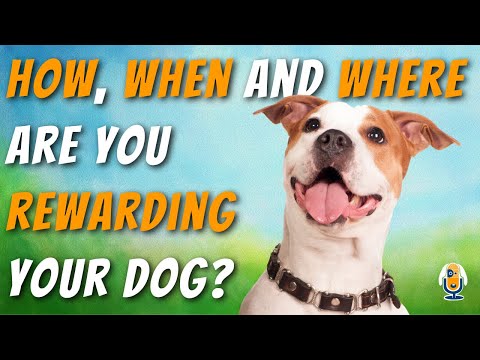 Video: Hva du kan forvente etter at hunden din har en forsterkning på forsiden